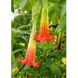 TROPICA Krvavo rdeča angelska trobenta - 7 zrn. | Shoptok.si