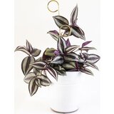Botanopia Pomoč za plezalke "Mini Plant Stake" - Gold - Perch Cene