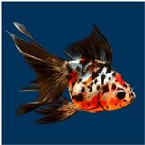 Akvarijum Centar Carassius auratus - Japanka calico - 5 cm | ePonuda.com