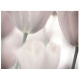  Tapeta - Tulips fine art - black and white 350x270 | shoptok.hr