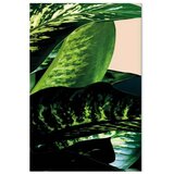  Slika - Dieffenbachia (1 Part) Vertical 40x60 | shoptok.hr