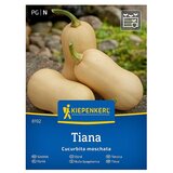 KIEPENKERL Zelenjavna semena Buča Tiana F1 (Cucurbita moschata, Čas žetve: September) | Shoptok.si
