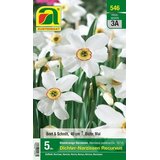 AUSTROSAAT Cvetna čebulica Poet's Daffodils “Recurvus” | Shoptok.si