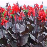 Royal De Ree Lukovica Kana - Canna Mix 3/1 | ePonuda.com