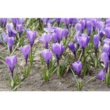 Royal De Ree crocus grand maitre 15/1 | ePonuda.com