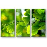  Slike na platnu biljke (moderne slike na platnu) | ePonuda.com