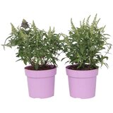 Plant in a Box davidov metuljnik - 2 kos - buddleja davidii 'candy' - višina 30-40cm - ⌀19cm, (21757491) | Shoptok.si