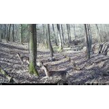 OXE Kamera za lov WiFi Hunter RD3019 i klasični dvogled FOMEI 7-21x40 ZCF Zoom + 32GB SD kartica, 8 baterija i tronožac! | shoptok.hr