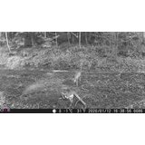 OXE lovska kamera gepard + 32 gb sd kartica, 4 baterije in stativ brezplačno! | Shoptok.si