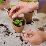  Svinčnik s semeni Sprout - bazilika | Shoptok.si