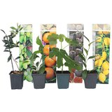 Plant in a Box sredozemske rastline - 8 kos - višina 25-40cm - ⌀9cm, (21757800) Cene