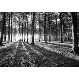  Samoljepljiva foto tapeta - Grey Wilderness 441x315 | shoptok.hr