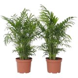 Plant in a Box gorska palma - 2 kos - chamaedorea elegans - višina 50-60cm - ⌀17cm, (21758054) Cene