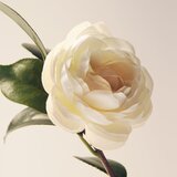 Moroccanoil L'Originale Eau de Parfum parfemska voda za žene 100 ml | shoptok.hr