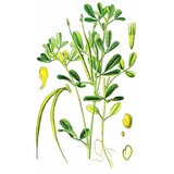 Rinfuz Grčko seme – Piskavica (Trigonella foenum graecum), 100g Cene'.'