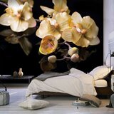 Tapeta - Orchids in ecru color 400x309 Cijene