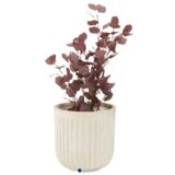 Olimp Sport Baštenska saksija Datireno Ø29xV29 natur | ePonuda.com