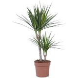 Plant in a Box dracena - dracaena marginata - višina 70-80cm - ⌀17cm, (21758049) Cene