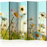 Artgeist Paravan Daisies I, 5-Delni, Dvostranski | Shoptok.si