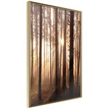  Poster - Morning in the Forest 40x60 Cijene