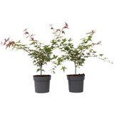 Plant in a Box japonski javor - 2 kos - acer palmatum 'beni maiko' - višina 60-70cm - ⌀19cm, (21757493) Cene