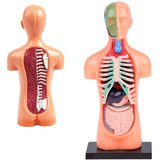  Edukativni set anatomija ljudskog tijela | Eponuda.com