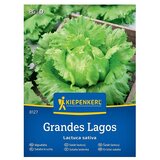 KIEPENKERL Zelenjavna semena Solata ledenka Grandes Lagos (Lactuca sativa, Čas žetve: Maj) | Shoptok.si
