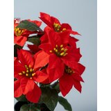 Sinsay DECORATIVE PLANT | shoptok.hr