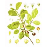 Krušina kora (Rhamnus frangula), 100g