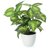  Cvet u saksiji EDERA 20cm - HML cene
