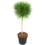 Plant in a Box bor - pinus 'summer breeze' - višina 70-80cm - ⌀24cm, (21757656) Cene