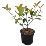  Photinia Red Robin (Phiotinia "Red Robin", Trenutna visina rasta: 120 cm) | shoptok.hr