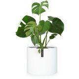Fox & Fern Gendt, lonac za cvijeće, fiberstone, interijer/ eksterijer | shoptok.hr