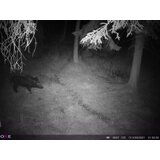 OXE Lovska kamera Spider 4G in daljnogled DV29 za nočno gledanje + 32 GB SD kartica, stojalo in 8 baterij! | Shoptok.si