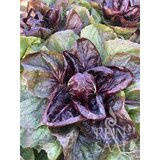  Solata endivija "Grumolo rosso" - 1 pkt. | Shoptok.si
