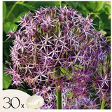 Plant in a Box Luk - 30 kos - Allium 'Christophii' - Cvetne čebulice - Vijolična, (21755634) | Shoptok.si