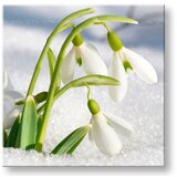  Slike na platnu cveće (moderne slike na platnu) | ePonuda.com