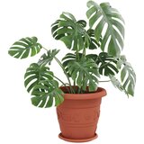  Lončki za rastline 24 pcs Kamnito rdeča Ø 39 x 32 cm Plastika, (5000207864) | Shoptok.si