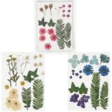  Presirano cvijeće i lišće | odaberi varijantu (prirodan materijal za) | Eponuda.ba