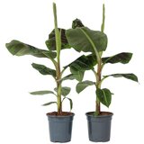 Plant in a Box bananovec - 2 kos - musa 'dwarf cavendish' - višina 90-100cm - ⌀21cm, (21757905) Cene