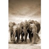 Dekordom slika 80X120 TOIR21117 - Elephants Cene