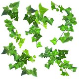  Okrasna nalepka (Samolepilna folija, 31 x 31 cm, Zelena) | Shoptok.si