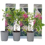 Plant in a Box hortenzija - 3 kos - hydrangea paniculata 'pink lady' - višina 25-40cm - ⌀9cm, (21757729) | Shoptok.si
