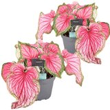 Plant in a Box kaladij - 2 kos - caladium 'sweetheart' - višina 25-40cm - ⌀12cm, (21758201) Cene