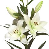 Royal De Ree Lukovica Ljiljan - Lilium Asiatic White 2/1 Cene