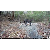 OXE Fotozamka WiFi Lovac RD3019 i binokular za noćno gledanje DV29 + 32GB SD kartica, 8 baterija i stativ! | shoptok.hr