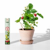  Olovka sa sjemenkama Sprout - jagoda Cijene