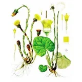 Podbel (Tussilago farfara), 100g
