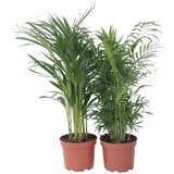 Plant in a Box notranja mešanica palm - 2 kos - chamaedorea, dypsis - višina 50-70cm - ⌀17cm, (21758127) Cene