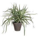 MICA Umjetna biljka (Visina: 43 cm, Zelene boje, Plastika) Cijene